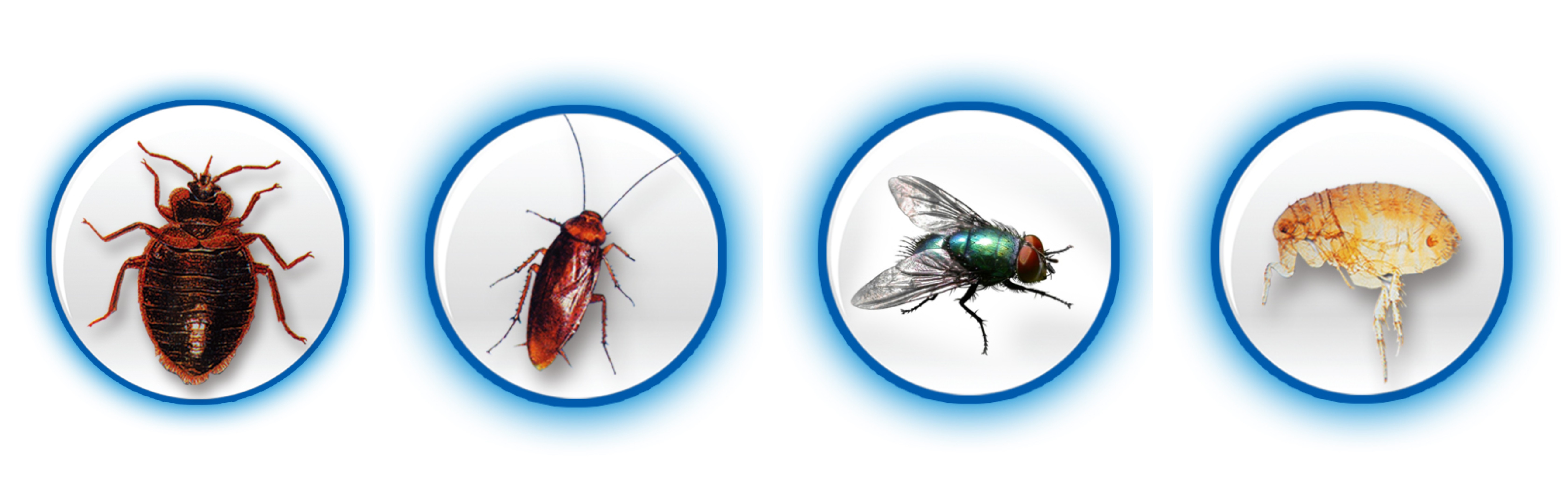 臭蟲(chóng)、蜚蠊、蠅、跳蚤